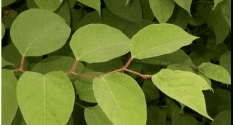 Japanese Knotweed: A problem plant, or just a weed?