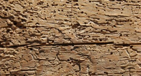 Wood Decay in Buildings: Causes and Cures